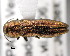  (Agrilus hyperici - CNCCOLVG00000358)  @13 [ ] Copyright (2011) Vasily Grebennikov CFIA