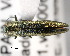  (Agrilus derasofasciatus - CNCCOLVG00000360)  @13 [ ] Copyright (2011) Vasily Grebennikov CFIA