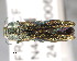  (Agrilus graminis - CNCCOLVG00000363)  @14 [ ] Copyright (2011) Vasily Grebennikov CFIA