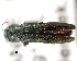  (Agrilus obscuricollis - CNCCOLVG00000365)  @14 [ ] Copyright (2011) Vasily Grebennikov CFIA
