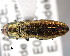  (Agrilus graecus - CNCCOLVG00000368)  @14 [ ] Copyright (2011) Vasily Grebennikov CFIA