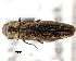  (Agrilus roscidus - CNCCOLVG00000370)  @15 [ ] Copyright (2011) Vasily Grebennikov CFIA