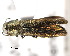  ( - CNCCOLVG00000371)  @11 [ ] Copyright (2011) Vasily Grebennikov CFIA