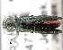  (Agrilus angustulus - CNCCOLVG00000377)  @15 [ ] Copyright (2011) Vasily Grebennikov CFIA