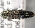  (Agrilus hastulifer - CNCCOLVG00000378)  @13 [ ] Copyright (2011) Vasily Grebennikov CFIA