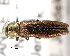  ( - CNCCOLVG00000379)  @14 [ ] Copyright (2011) Vasily Grebennikov CFIA