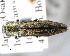  (Agrilus asiaticus - CNCCOLVG00000380)  @14 [ ] Copyright (2011) Vasily Grebennikov CFIA