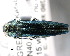 (Agrilus biguttatus - CNCCOLVG00000385)  @14 [ ] Copyright (2011) Vasily Grebennikov CFIA