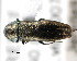  (Agrilus convexicollis - CNCCOLVG00000386)  @14 [ ] Copyright (2011) Vasily Grebennikov CFIA