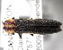  ( - CNCCOLVG00000418)  @13 [ ] Copyright (2011) Vasily Grebennikov CFIA