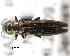  ( - CNCCOLVG00000420)  @13 [ ] Copyright (2011) Vasily Grebennikov CFIA