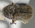  (Phloeotribus caucasicus - CNCCOLVG00000519)  @11 [ ] Copyright (2010) Her Majesty the Queen in Right of Canada CFIA