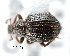  (Trachyphloeoides sordidus - CNCCOLVG00000819)  @13 [ ] Copyright (2010) Unspecified Canadian Food Inspection Agency