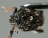  (Mecysmoderini - CNCCOLVG00000831)  @12 [ ] Copyright (2010) Unspecified Canadian Food Inspection Agency