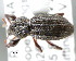  (Tanymecini - CNCCOLVG00000841)  @15 [ ] Copyright (2010) Unspecified Canadian Food Inspection Agency