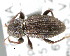  (Tanymecini - CNCCOLVG00000860)  @15 [ ] Copyright (2010) Unspecified Canadian Food Inspection Agency