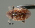  (Coeliosomus - CNCCOLVG00000978)  @11 [ ] Copyright (2010) Unspecified Canadian Food Inspection Agency