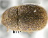  (Falsocis - CNCCOLVG00001257)  @12 [ ] Copyright (2010) Unspecified Canadian Food Inspection Agency