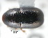  (Xylographus contractus - CNCCOLVG00001282)  @13 [ ] Copyright (2010) Unspecified Canadian Food Inspection Agency