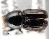  (Scolytus ratzeburgii - CNCCOLVG00001319)  @14 [ ] Copyright (2011) Vasily Grebennikov CFIA