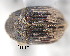  (Phloeotribus erosus - CNCCOLVG00001349)  @11 [ ] Copyright (2011) Vasily Grebennikov CFIA
