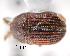 ( - CNCCOLVG00001352)  @11 [ ] Copyright (2011) Vasily Grebennikov CFIA