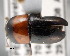  (Camptocerus mandelshtami - CNCCOLVG00001353)  @11 [ ] Copyright (2011) Vasily Grebennikov CFIA