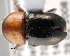  ( - CNCCOLVG00001356)  @11 [ ] Copyright (2011) Vasily Grebennikov CFIA