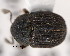 (Phloeotribus pilula - CNCCOLVG00001357)  @11 [ ] Copyright (2011) Vasily Grebennikov CFIA