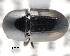  ( - CNCCOLVG00001365)  @11 [ ] Copyright (2011) Vasily Grebennikov CFIA