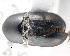  ( - CNCCOLVG00001366)  @11 [ ] Copyright (2011) Vasily Grebennikov CFIA