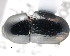  ( - CNCCOLVG00001368)  @11 [ ] Copyright (2011) Vasily Grebennikov CFIA