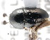  ( - CNCCOLVG00001369)  @11 [ ] Copyright (2011) Vasily Grebennikov CFIA