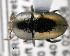  (Camptocerus aeneipennis - CNCCOLVG00001374)  @11 [ ] Copyright (2011) Vasily Grebennikov CFIA