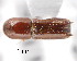  ( - CNCCOLVG00001409)  @11 [ ] Copyright (2011) Vasily Grebennikov CFIA