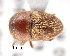  ( - CNCCOLVG00001423)  @11 [ ] Copyright (2011) Vasily Grebennikov CFIA