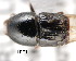  (Scolytus proximus - CNCCOLVG00001426)  @11 [ ] Copyright (2011) Vasily Grebennikov CFIA