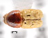  (Scolytus cristatus - CNCCOLVG00001429)  @13 [ ] Copyright (2011) Vasily Grebennikov CFIA
