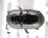  ( - CNCCOLVG00001431)  @11 [ ] Copyright (2011) Vasily Grebennikov CFIA