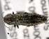  (Agrilus ribbei - CNCCOLVG00001441)  @14 [ ] Copyright (2011) Vasily Grebennikov CFIA