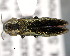  (Agrilus voriseki - CNCCOLVG00001452)  @13 [ ] Copyright (2011) Vasily Grebennikov CFIA
