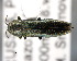  ( - CNCCOLVG00001455)  @13 [ ] Copyright (2011) Vasily Grebennikov CFIA