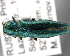  ( - CNCCOLVG00001458)  @14 [ ] Copyright (2011) Vasily Grebennikov CFIA