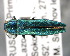  (Agrilus smaragdinus - CNCCOLVG00001460)  @15 [ ] Copyright (2011) Vasily Grebennikov CFIA