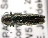  (Agrilus laticornis - CNCCOLVG00001461)  @14 [ ] Copyright (2011) Vasily Grebennikov CFIA