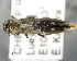  (Agrilus madeci - CNCCOLVG00001466)  @11 [ ] Copyright (2011) Vasily Grebennikov CFIA
