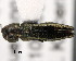 (Agrilus fissus - CNCCOLVG00001469)  @11 [ ] Copyright (2011) Vasily Grebennikov CFIA