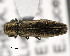  ( - CNCCOLVG00001470)  @11 [ ] Copyright (2011) Vasily Grebennikov CFIA