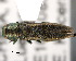  (Agrilus spiculum - CNCCOLVG00001471)  @11 [ ] Copyright (2011) Vasily Grebennikov CFIA