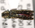  (Agrilus varius - CNCCOLVG00001475)  @11 [ ] Copyright (2011) Vasily Grebennikov CFIA